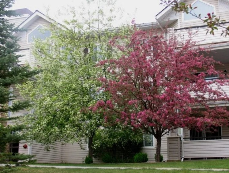 Spring trees in front of Mountain View Terraces buildings
